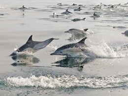Dolphins Spotted At Olive Ridley Nesting Site In Odisha's Ganjam District Dolphins Spotted At Olive Ridley Nesting Site In Odisha's Ganjam District