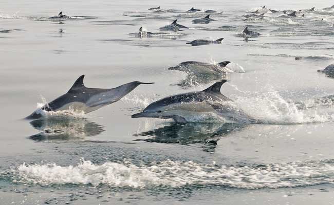 Dolphins Spotted At Olive Ridley Nesting Site In Odisha's Ganjam District