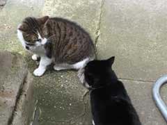 Downing Street Cat Fights Turn Brutal