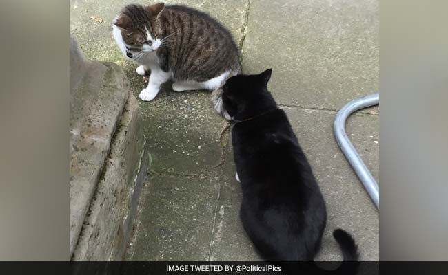 Downing Street Cat Fights Turn Brutal