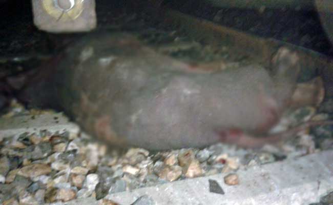 3 Elephants Run Over By Passenger Train In West Bengal