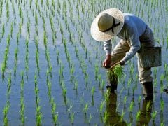 Flooding Puts A Damper On US Rice Harvest