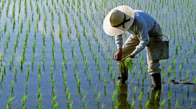 Flooding Puts A Damper On US Rice Harvest