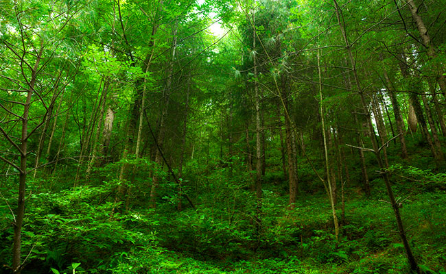 The New Law To Conserve And Protect Forests