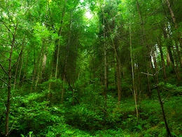 Supreme Court Expresses Surprise As Centre Reduces Eco-Sensitive Zone Radius Supreme Court Expresses Surprise As Centre Reduces Eco-Sensitive Zone Radius