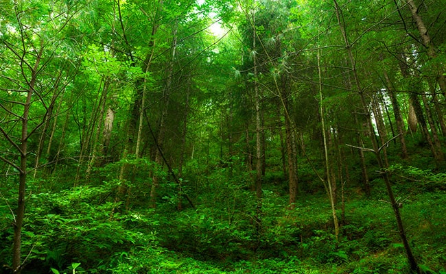 Centre To Review Eco-Sensitive Zone Guidelines Amid States' Concerns