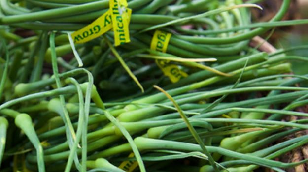 What's the Difference Between Green Garlic and Garlic Scapes?