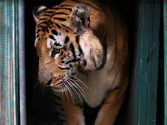 Over 40 Tigers Died In Various Zoos In India In 2015-16: Centre