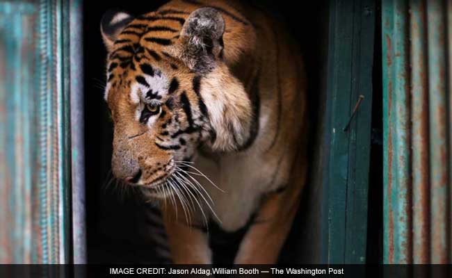 Gaza's Last Tiger Leaves 'The World's Worst Zoo'