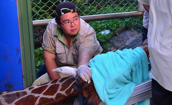 Giraffe Dies 'Of Anxiety' In Latest Taiwan Animal Scandal