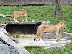 Lion That Bit Worker In Canada Zoo Is Spared, Back On View