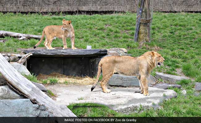 Lion That Bit Worker In Canada Zoo Is Spared, Back On View