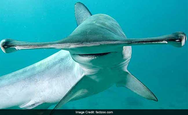As It Turns Out, Hammerhead Sharks Are As Lazy As Humans