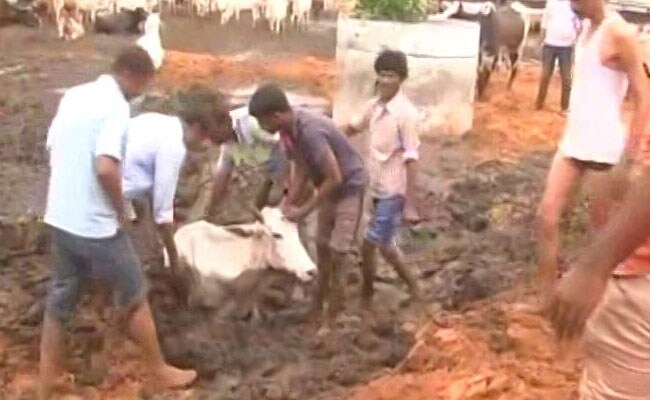 जयपुर गौशाला मामला : गौ रक्षकों पर उठे सवालों के बीच मंत्री ने गायों को हाथों से खाना खिलाया