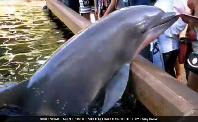 Dolphin Snatches iPad Of Woman Taking Its Photo At SeaWorld In Florida
