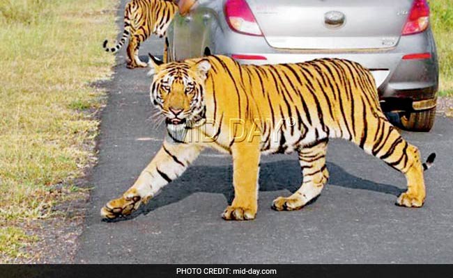 Large Tiger Sighted In Bhandara, Forest Officials Hope It Is Jai