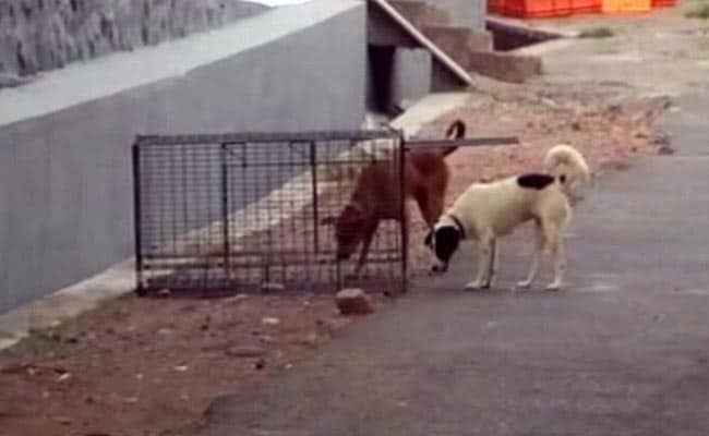 4-Year-Old Attacked, Mother Bitten By Stray Dogs In Kerala