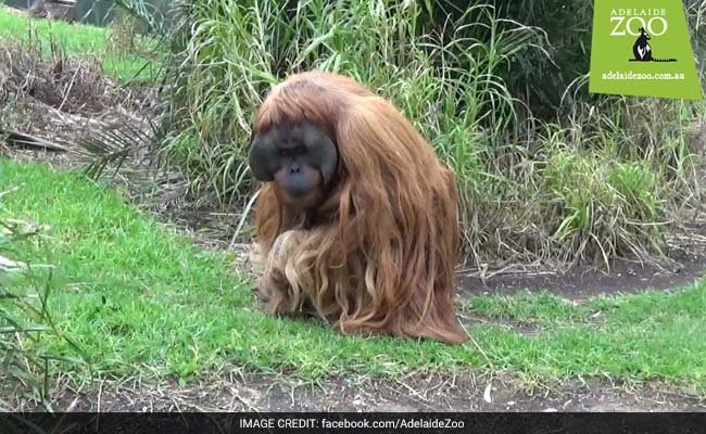 Music-Loving Ape Releases Debut Single For World Orangutan Day