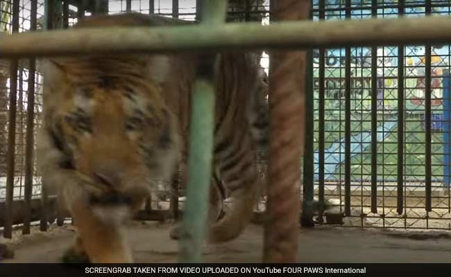 Laziz The Tiger And Friends Leave 'World's Worst' Zoo For A Better Life