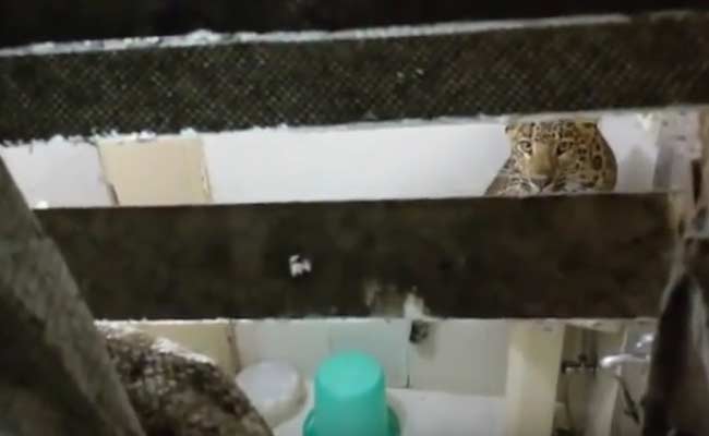 Guess Who? Leopard In Hotel Room Stuns Couple On Vacation