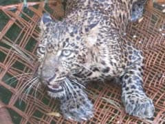 Leopard Drags Sleeping Man Out Of Home, Body Found Metres Away