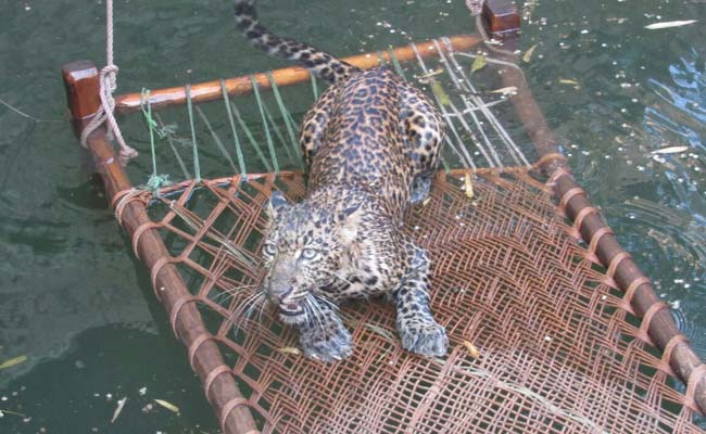 Drowning Leopard Used A Power Cable To Stay Afloat. How It Was Rescued