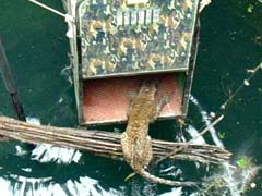 How A Drowning Leopard Was Rescued From A 60-Feet-Deep Well In Maharashtra