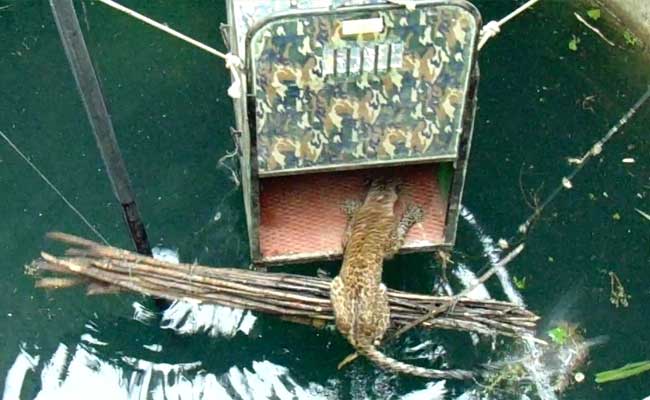 How A Drowning Leopard Was Rescued From A 60-Feet-Deep Well In Maharashtra