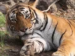 Ranthambore's Famous Tigress Machali Passes Away