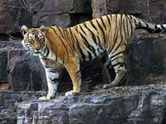 Machali, Ranthambore Tiger With Her Own Facebook Page, Dies At 20