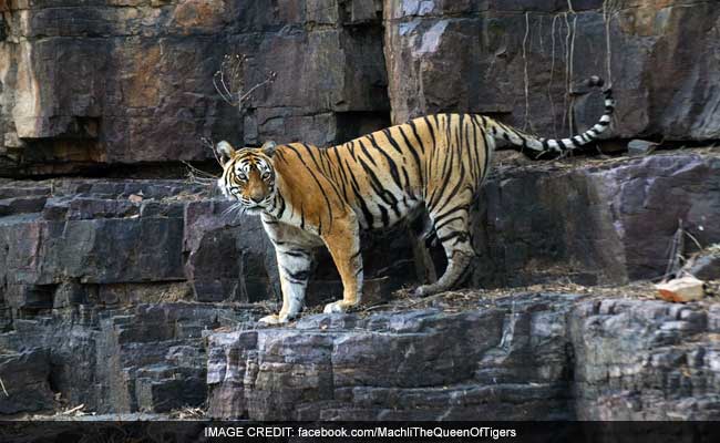 Machali, Ranthambore Tiger With Her Own Facebook Page, Dies At 20