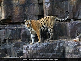 Machali, Ranthambore Tiger With Her Own Facebook Page, Dies At 20 Machali, Ranthambore Tiger With Her Own Facebook Page, Dies At 20