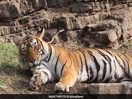 Ranthambore's Famous Tigress Machali Passes Away Ranthambore's Famous Tigress Machali Passes Away