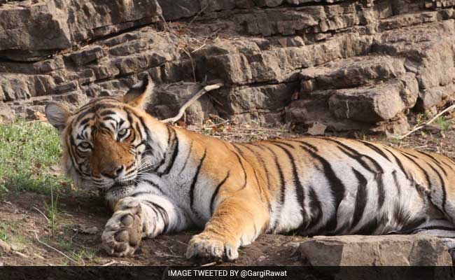 Ranthambore's Famous Tigress Machali Passes Away