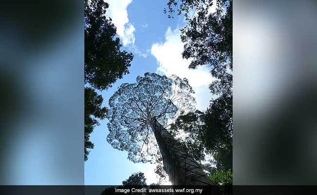 Elephant With 'Sabre-Tooth' Tusks Found In Malaysia