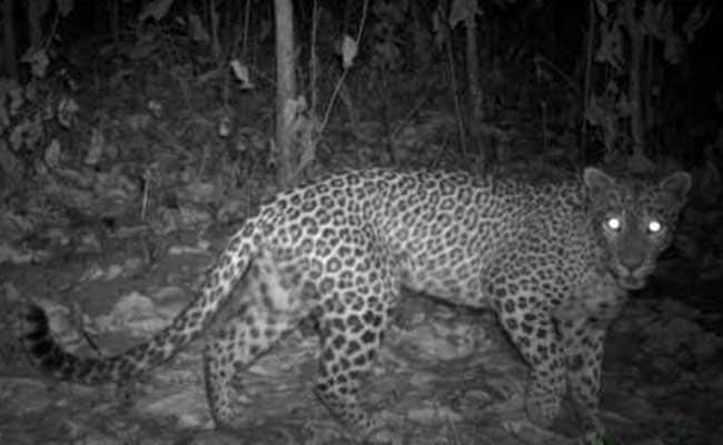 Man-Eater Leopard Gunned Down By Forest Officials In Murbad