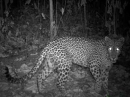 Man-Eater Leopard Gunned Down By Forest Officials In Murbad Man-Eater Leopard Gunned Down By Forest Officials In Murbad