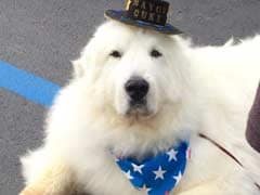 Dog-gone: Canine Candidate Re-Elected Minnesota Town Mayor