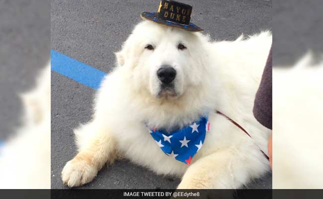 Dog-gone: Canine Candidate Re-Elected Minnesota Town Mayor