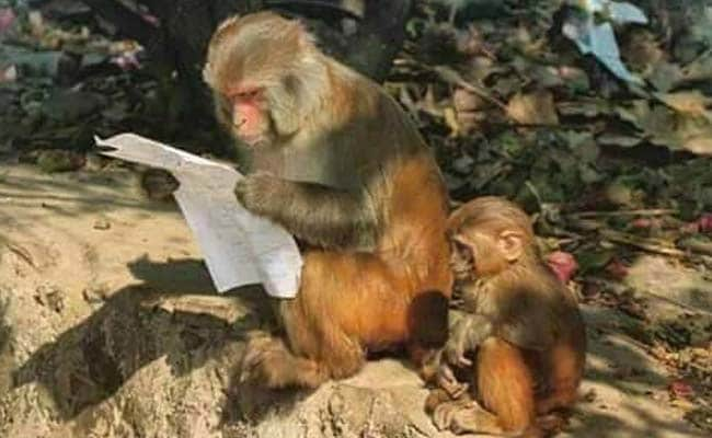 This Pic of a Monkey Reading Begs to be a Meme. Send Us Your Versions