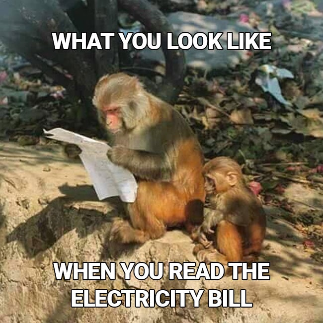 This Pic of a Monkey Reading Begs to be a Meme. Send Us Your Versions