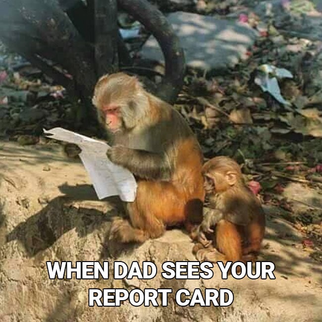 This Pic of a Monkey Reading Begs to be a Meme Send Us Your Versions
