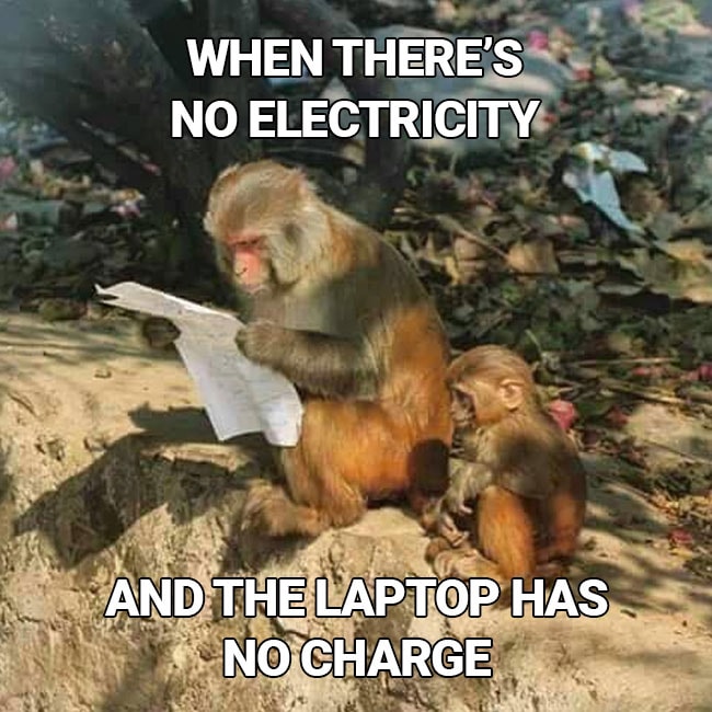 This Pic of a Monkey Reading Begs to be a Meme. Send Us Your Versions