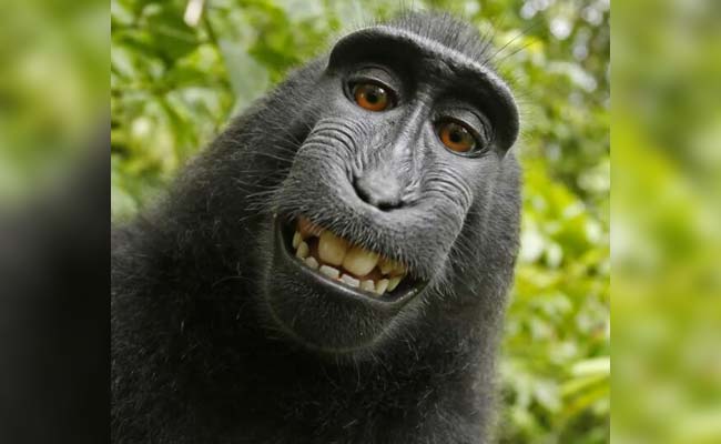 Indonesia's Selfie-Snapping Monkey Named 'Person Of The Year'