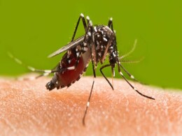 284 New Dengue Cases in Delhi, Total Now 771 284 New Dengue Cases in Delhi, Total Now 771