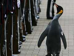 Penguin Promoted To Brigadier At Edinburgh Zoo