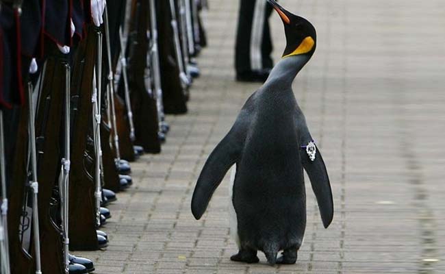 Penguin Promoted To Brigadier At Edinburgh Zoo