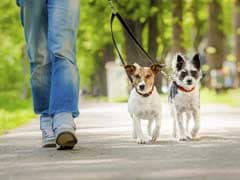 Soon, Noida Pet Owners To Pay Rs 10,000 Fine If Animals Injure Anyone