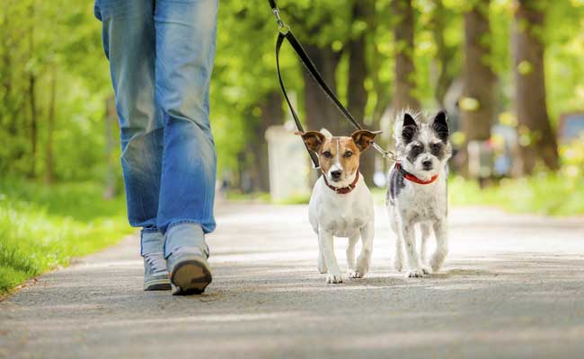 New Research Reveals Devastating Impact Of Pet Dogs On Wildlife