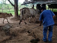 A Thai Village Uses Poop To Power Homes